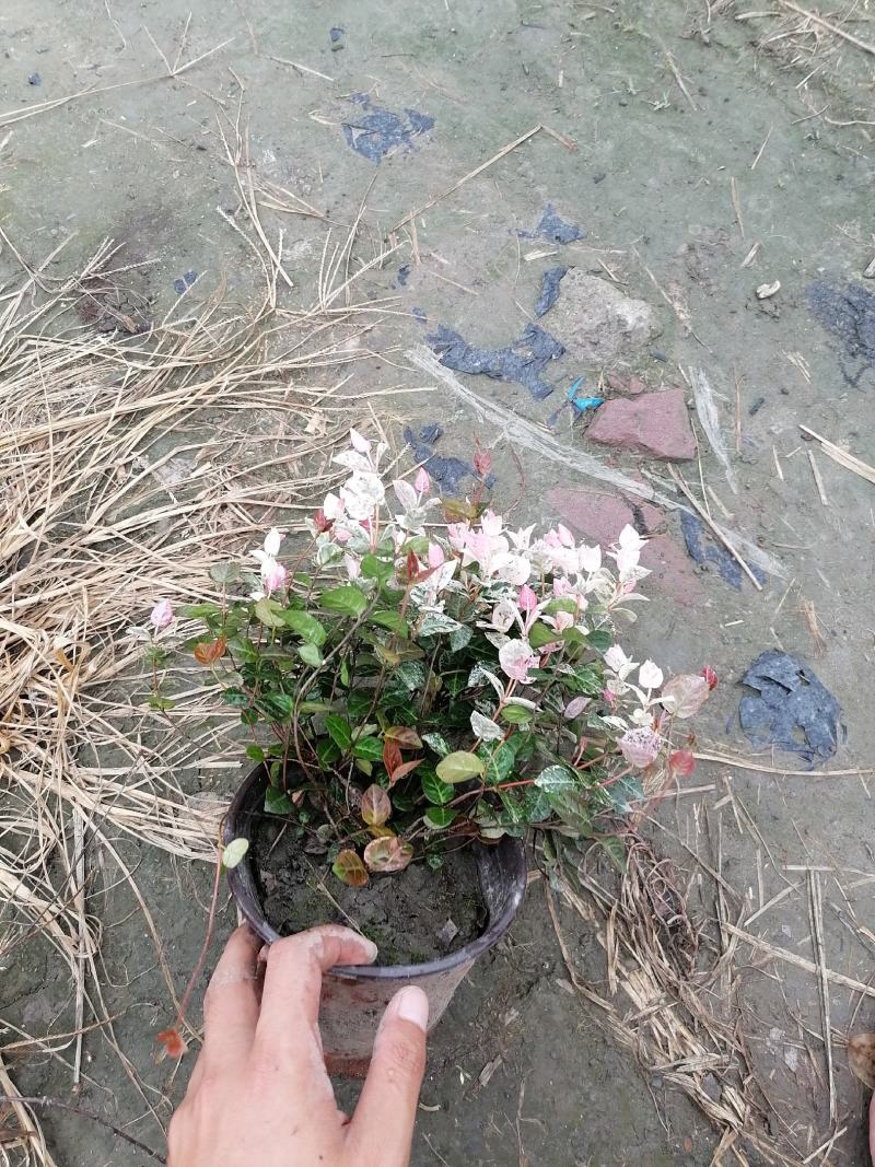 自家苗圃供应花叶络石基地直销视频看货保质保量