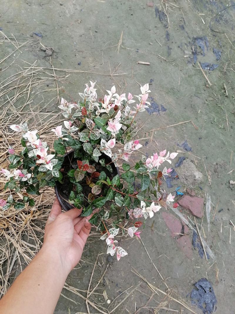 自家苗圃供应花叶络石基地直销视频看货保质保量