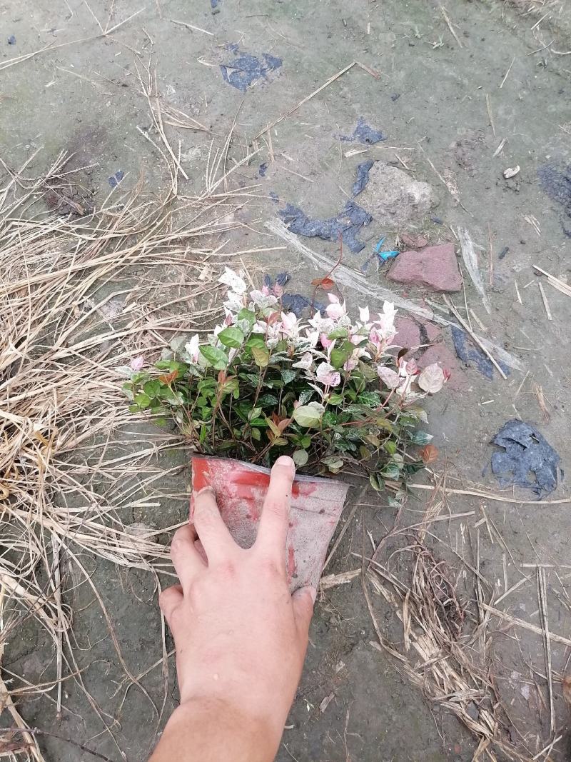 自家苗圃供应花叶络石基地直销视频看货保质保量