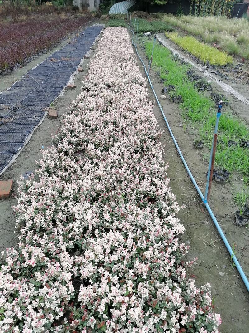 自家苗圃供应花叶络石基地直销视频看货保质保量
