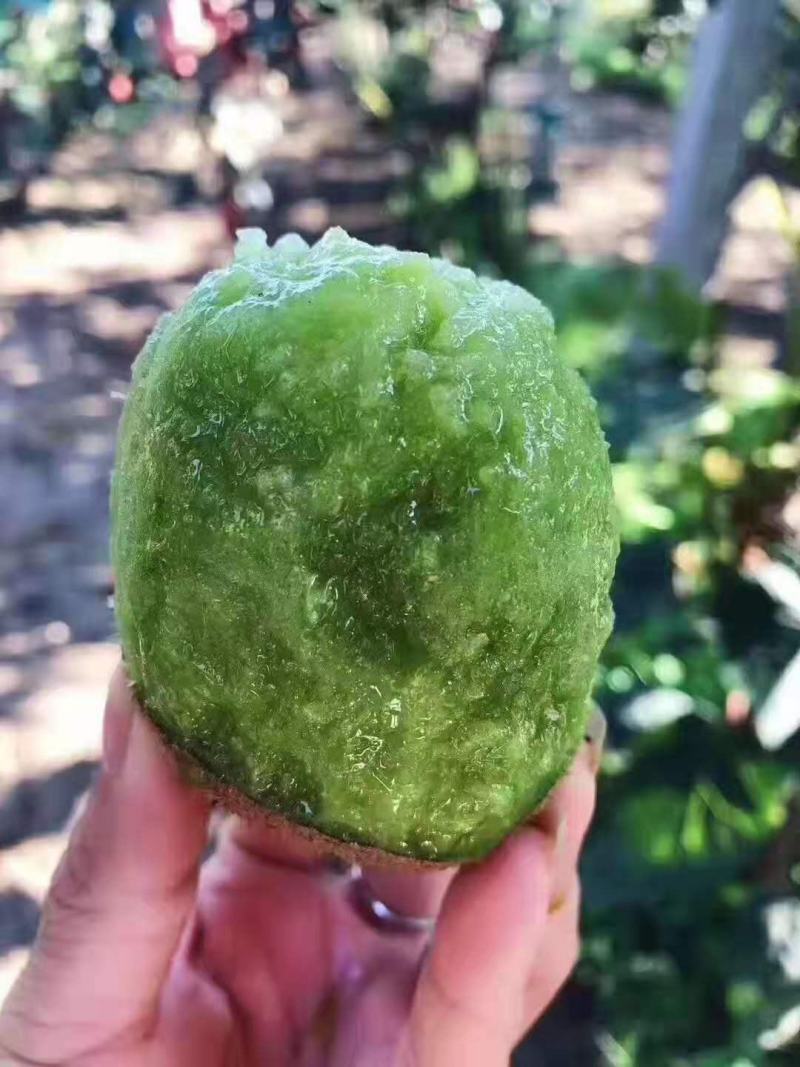 陕西周至绿心猕猴桃，产地直发，大量上市，可长期供货
