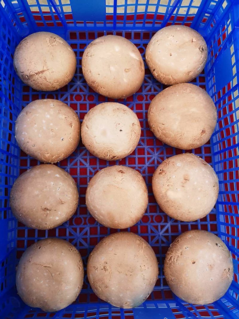 褐菇正品牛排菇未开伞新鲜厂家直接发货品质有保障