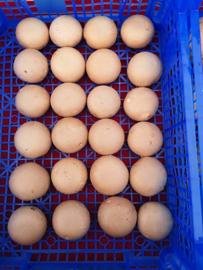 褐菇正品牛排菇未开伞新鲜厂家直接发货品质有保障