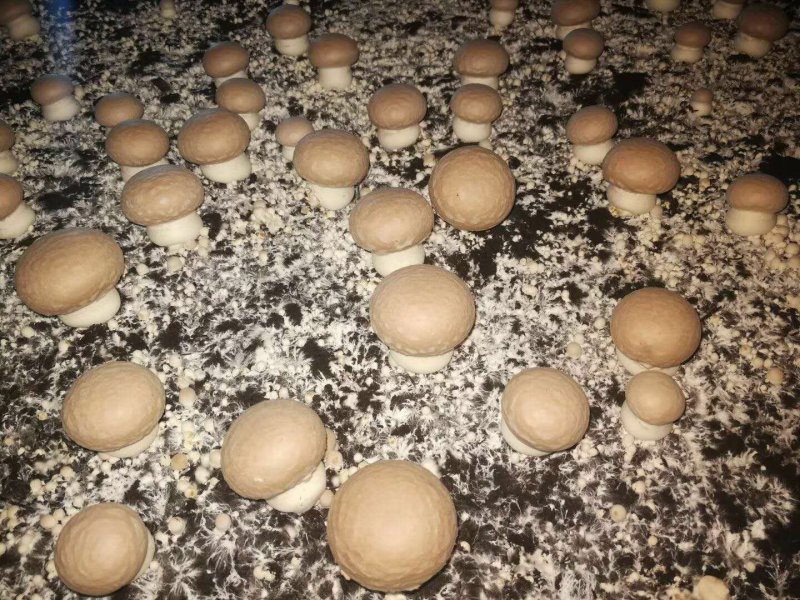 褐菇正品牛排菇未开伞新鲜厂家直接发货品质有保障