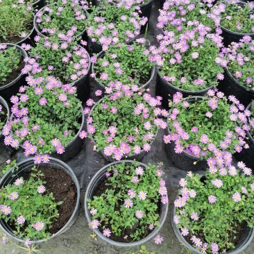 自家苗圃供应姬小菊国庆草花姬小菊基地直销视频看货