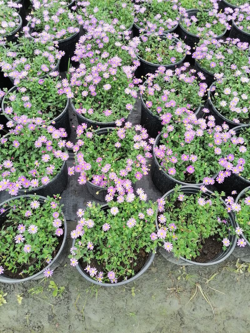 自家苗圃供应姬小菊国庆草花姬小菊基地直销视频看货