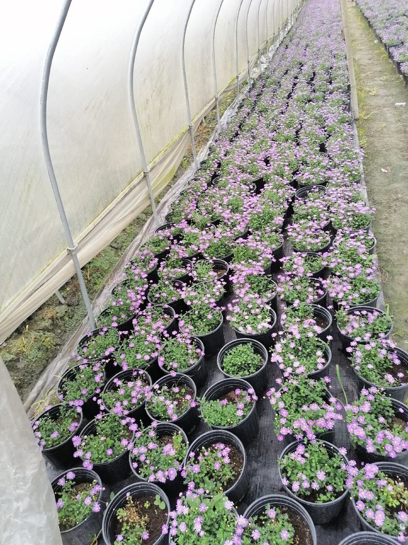 自家苗圃供应姬小菊国庆草花姬小菊基地直销视频看货