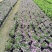 自家苗圃供应姬小菊国庆草花姬小菊基地直销视频看货