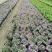 自家苗圃供应姬小菊国庆草花姬小菊基地直销视频看货