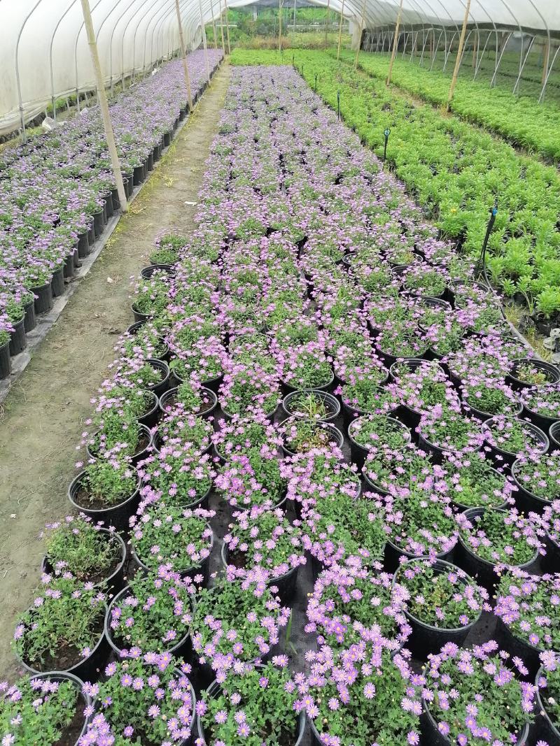 自家苗圃供应姬小菊国庆草花姬小菊基地直销视频看货