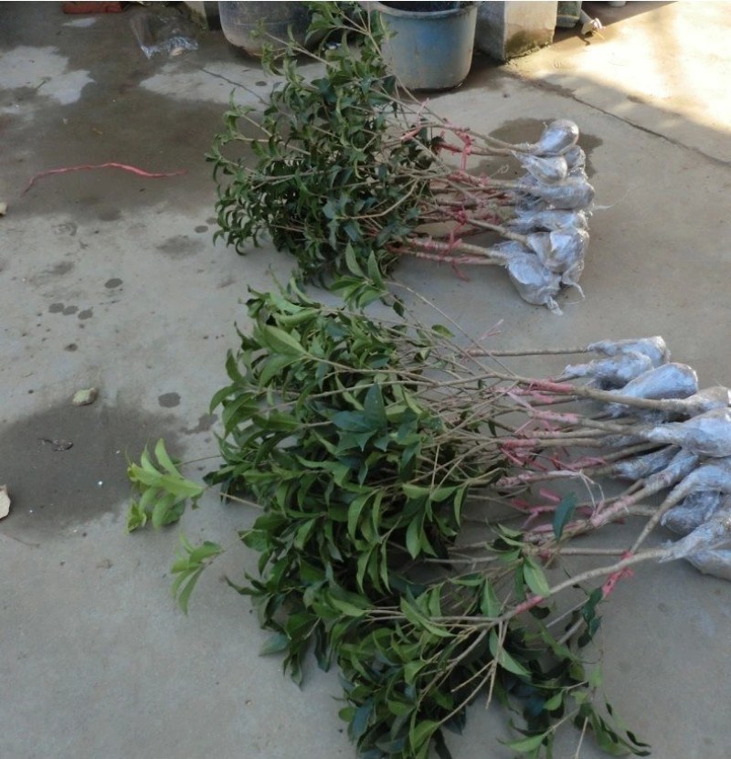 桂花丹桂金桂四季桂八月桂基地直发，支持一亩田下单