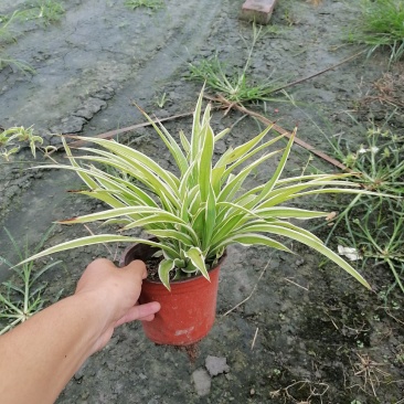 自家苗圃供应金边吊兰基地直销视频看货