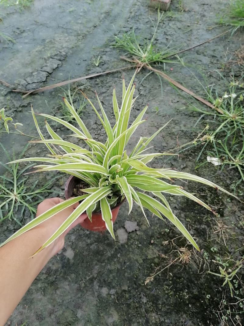自家苗圃供应金边吊兰基地直销视频看货