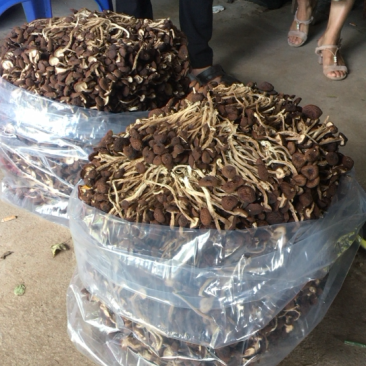 自产自销5号茶树菇干货店