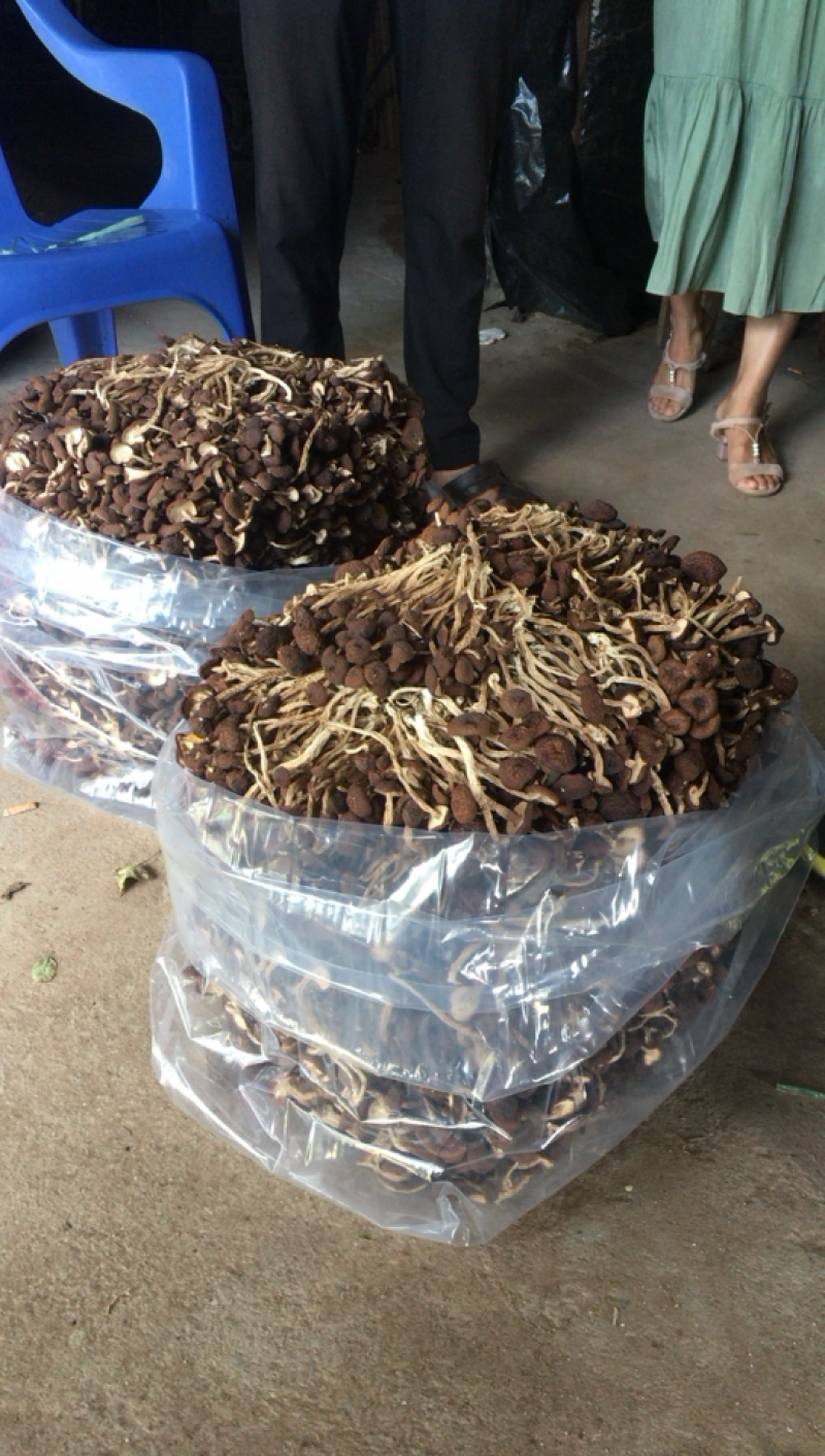 自产自销5号茶树菇干货店