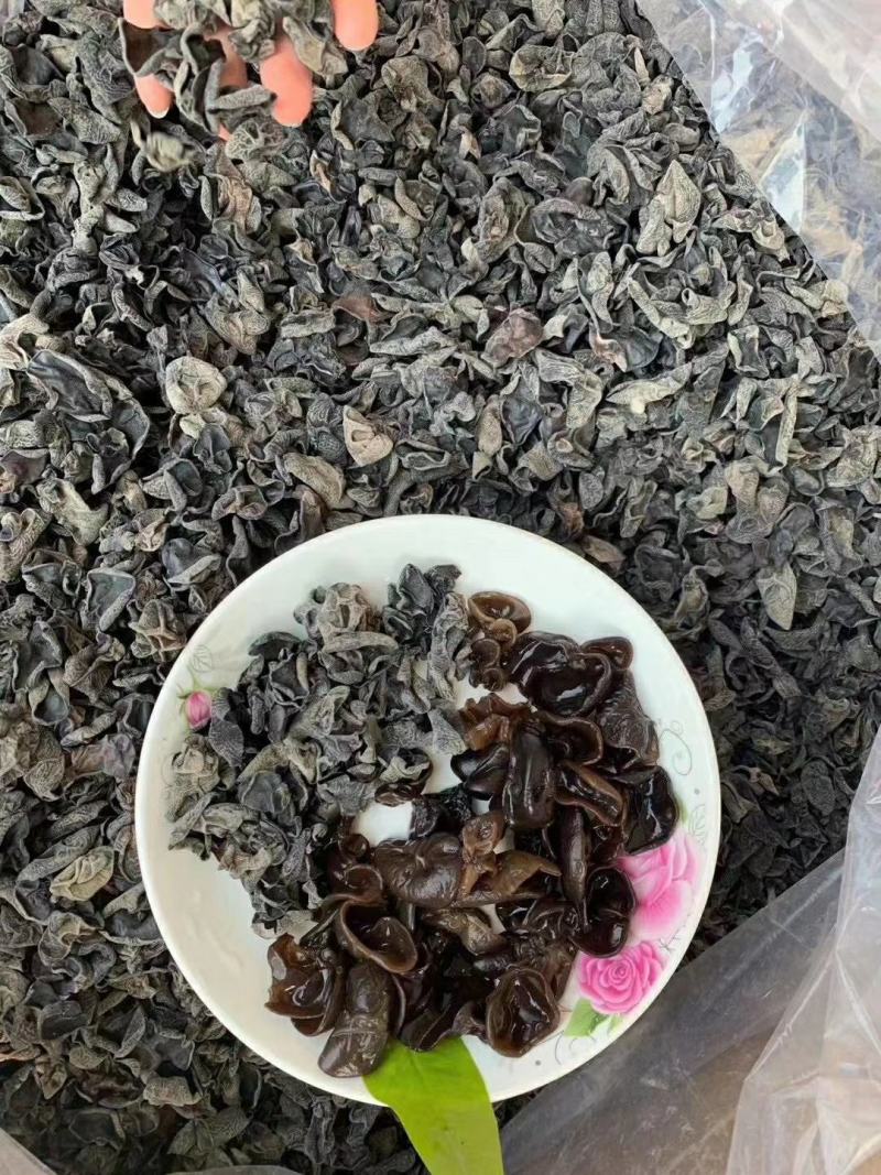 东北小木耳黑木耳秋耳地摊木耳卖相好