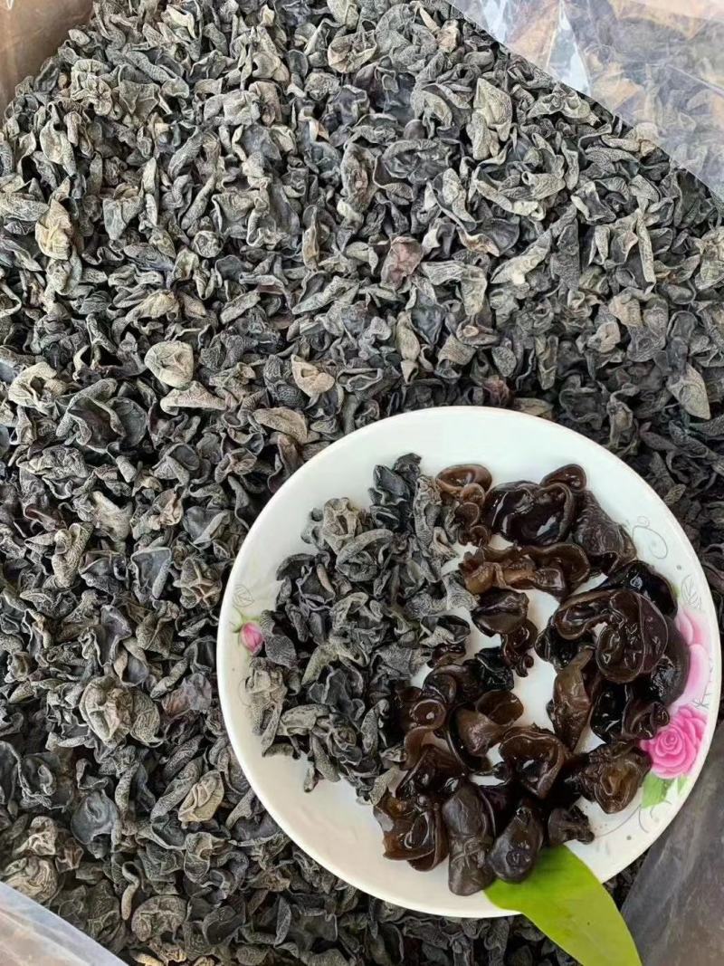 东北小木耳黑木耳秋耳地摊木耳卖相好