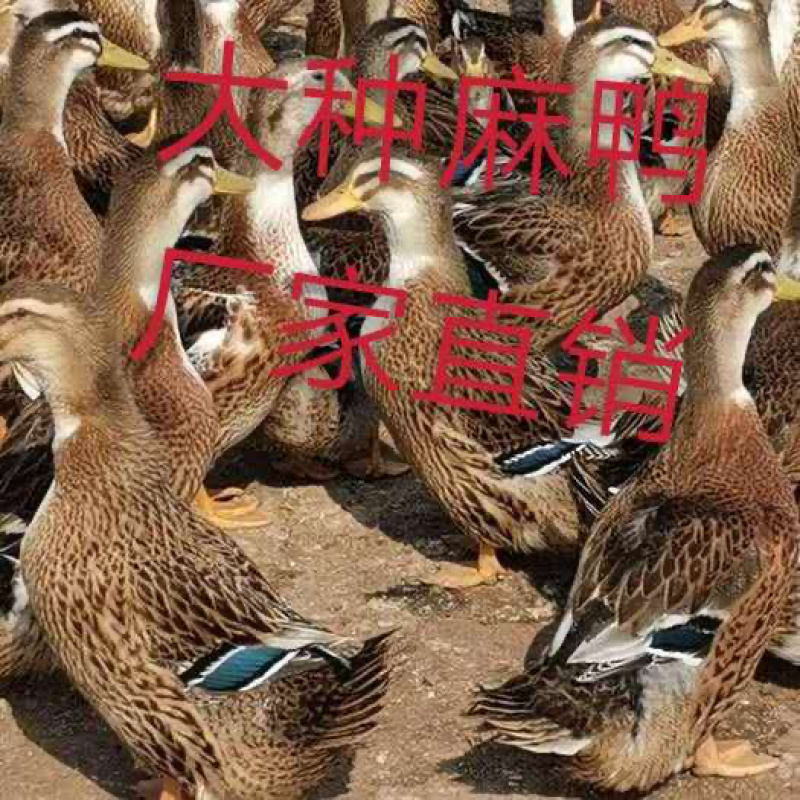 云南鸭苗-麻鸭苗，出栏快，养殖周期短，已做好疫苗！