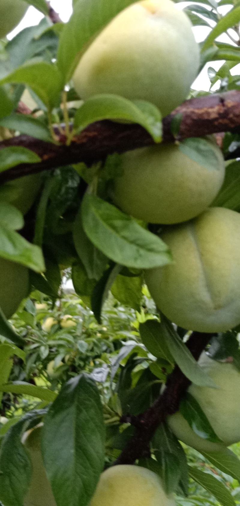 大芙蓉李子，秋季李子，小芙蓉李子大量上市走货进行中