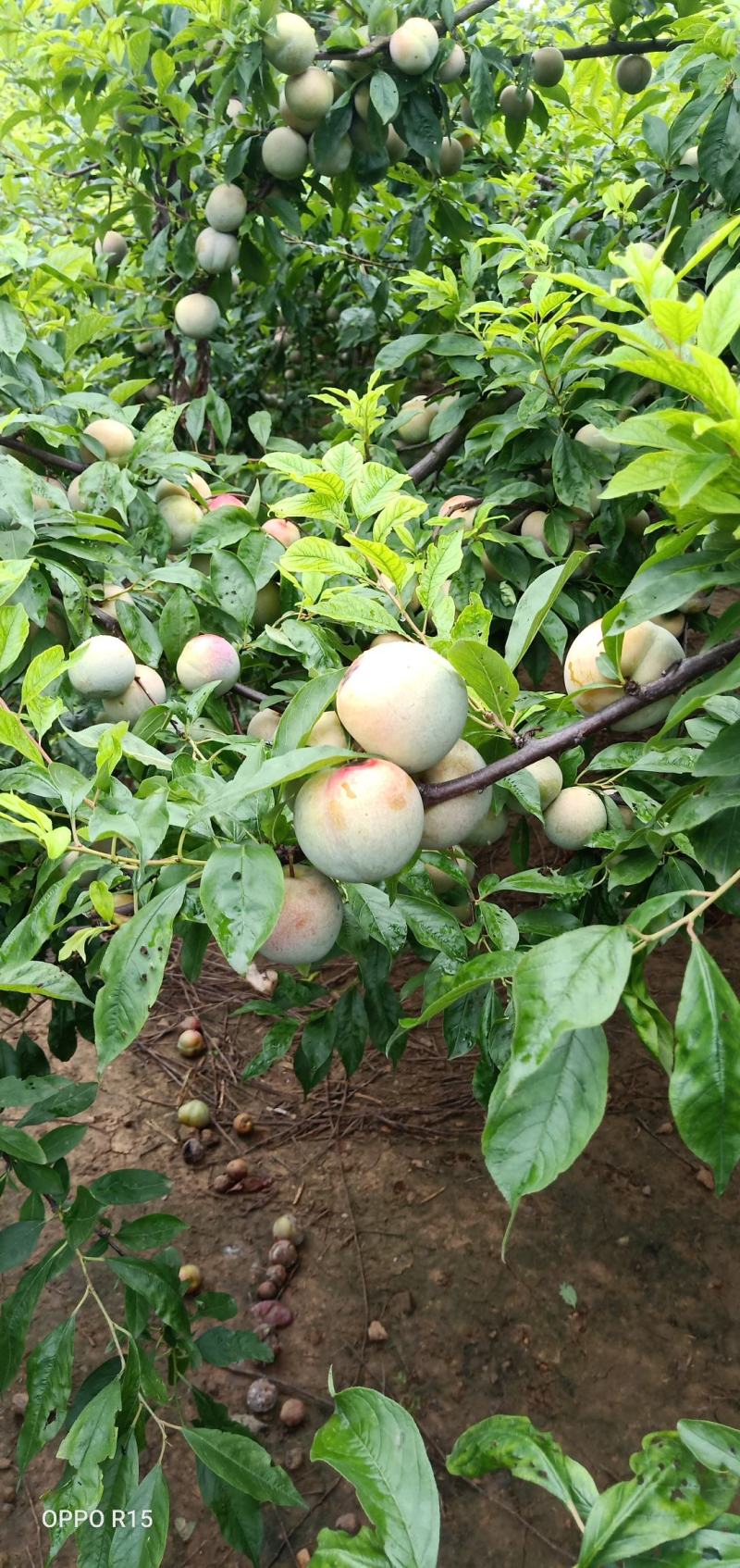 大芙蓉李子，秋季李子，小芙蓉李子大量上市走货进行中