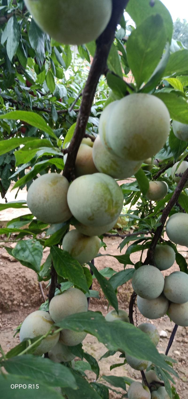 大芙蓉李子，秋季李子，小芙蓉李子大量上市走货进行中