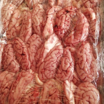 新鲜猪脑，保质保量，欢迎定购