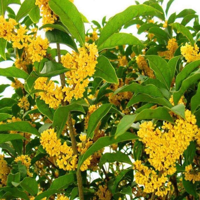 金桂花丹桂沉香桂日香桂花小苗盆栽地栽树苗四季桂包邮包成活