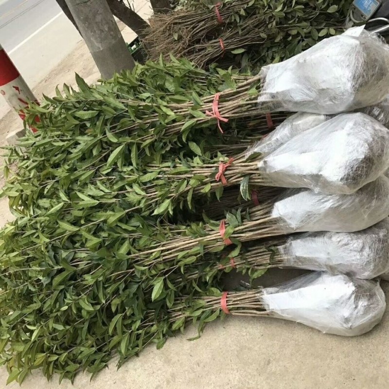 金桂花丹桂沉香桂日香桂花小苗盆栽地栽树苗四季桂包邮包成活