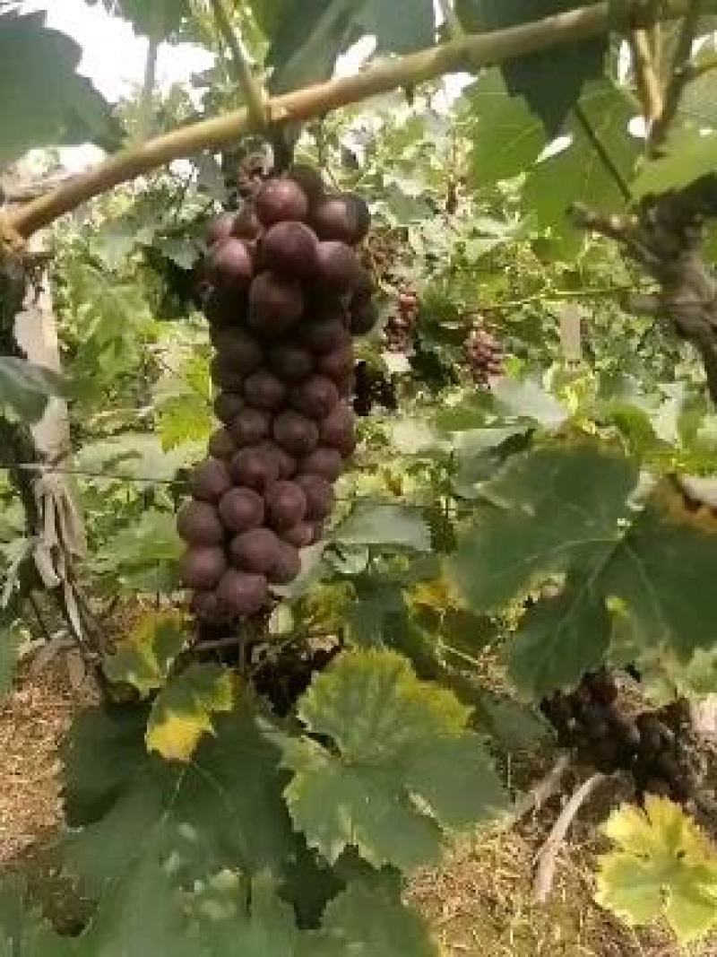 巨峰葡萄1~2斤5%以下，大量上市中