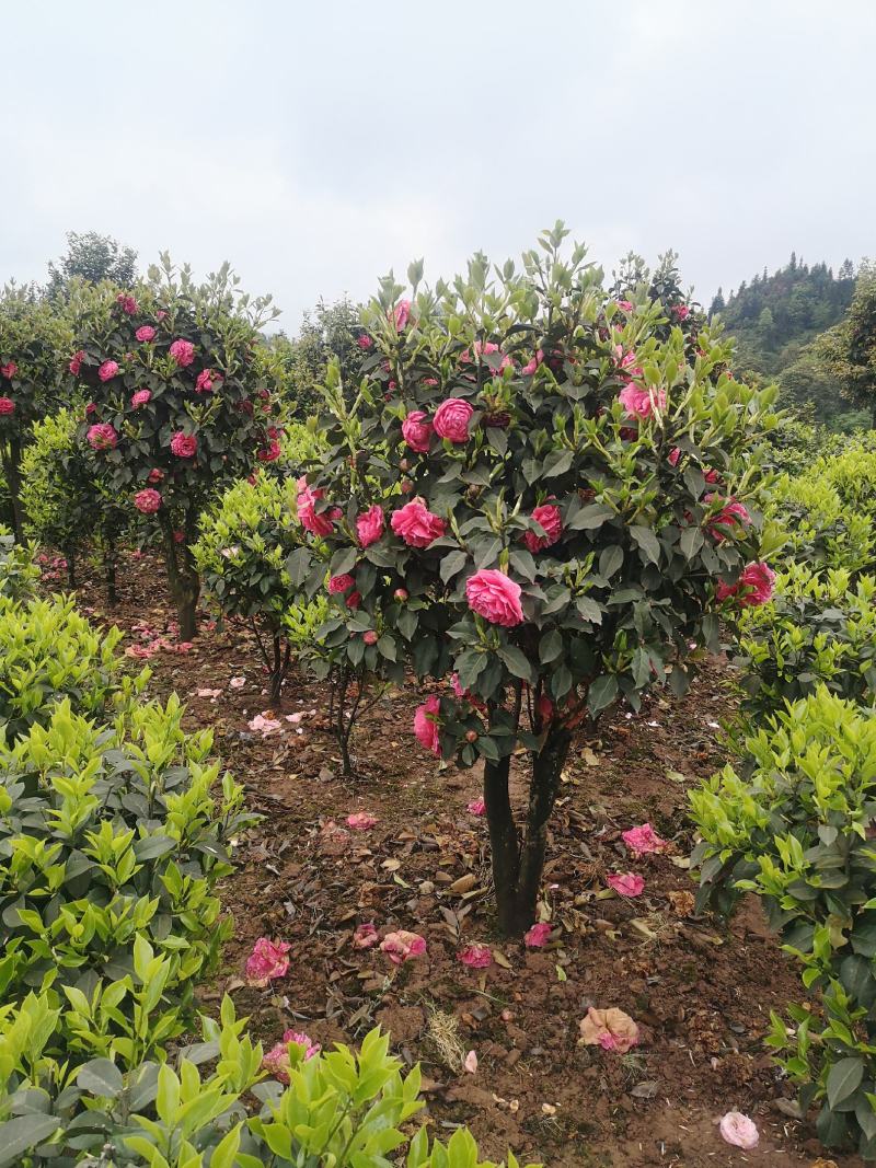 嫁接茶花（精选优质品种嫁接老桩）