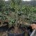 嫁接茶花（精选优质品种嫁接老桩）