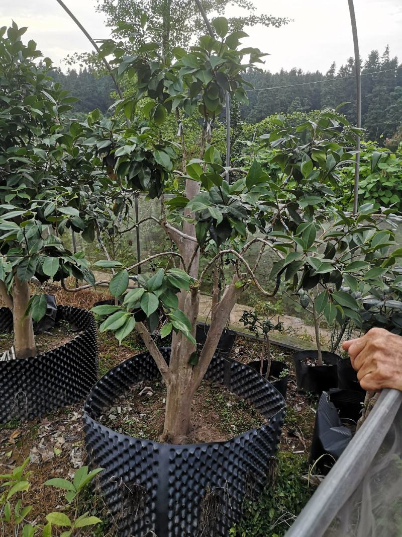 嫁接茶花（精选优质品种嫁接老桩）