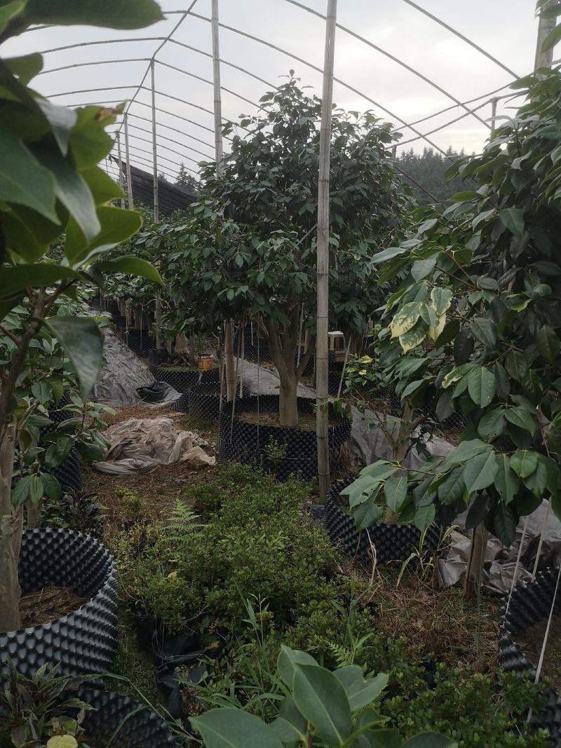 嫁接茶花（精选优质品种嫁接老桩）