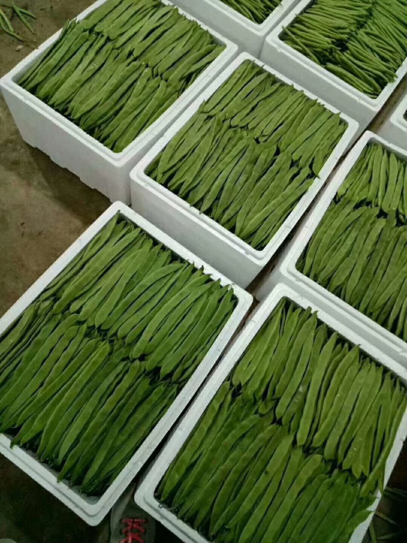 我们永德的精品小金豆