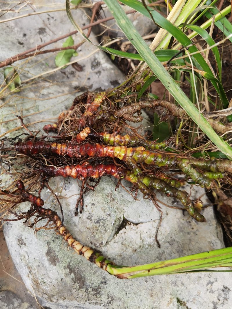 野生石苍蒲价格可以谈