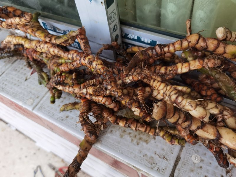 野生石苍蒲价格可以谈