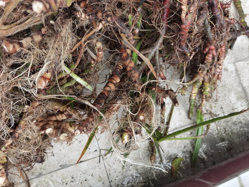 野生石苍蒲价格可以谈