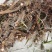野生石苍蒲价格可以谈