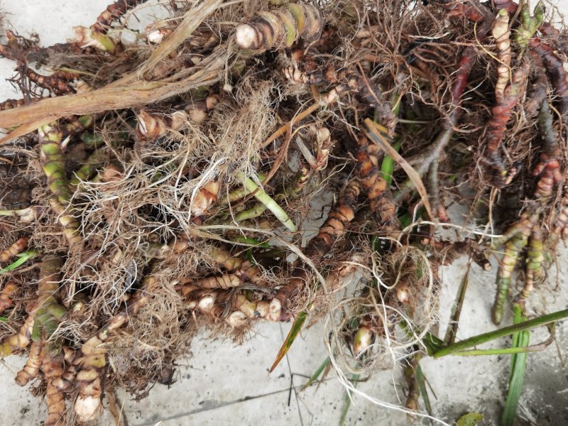 野生石苍蒲价格可以谈