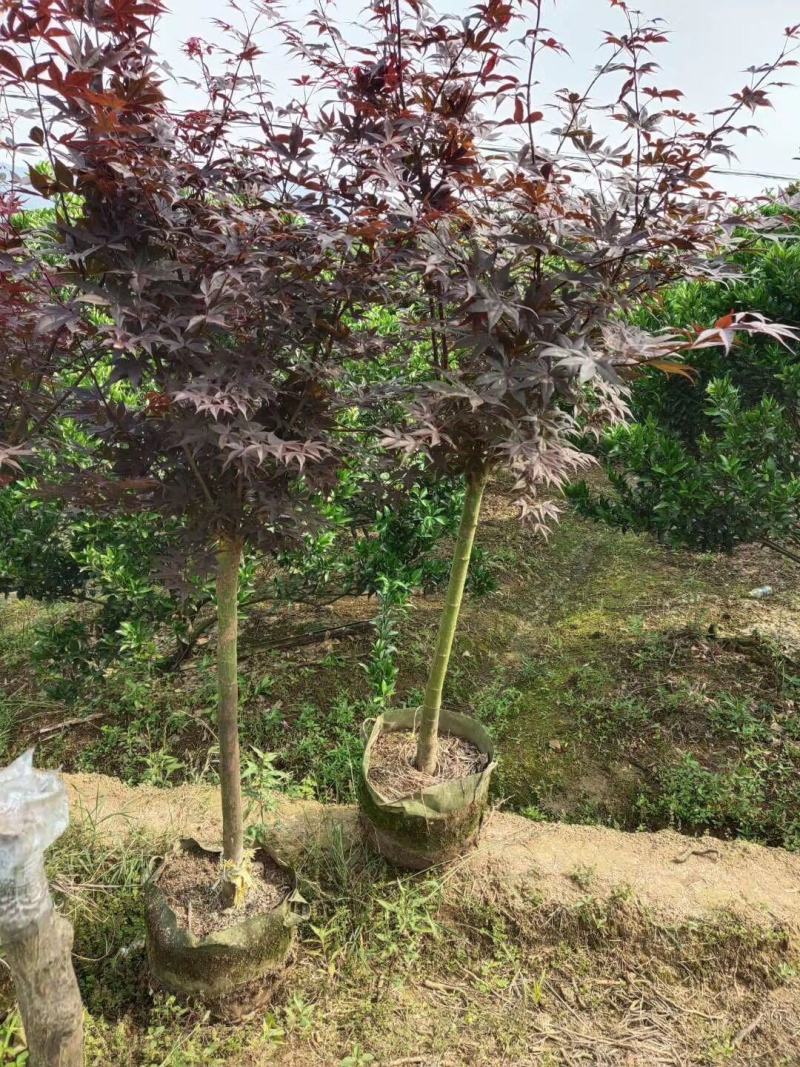 红枫3公分4公分到5公分6公分大量袋苗价格面议