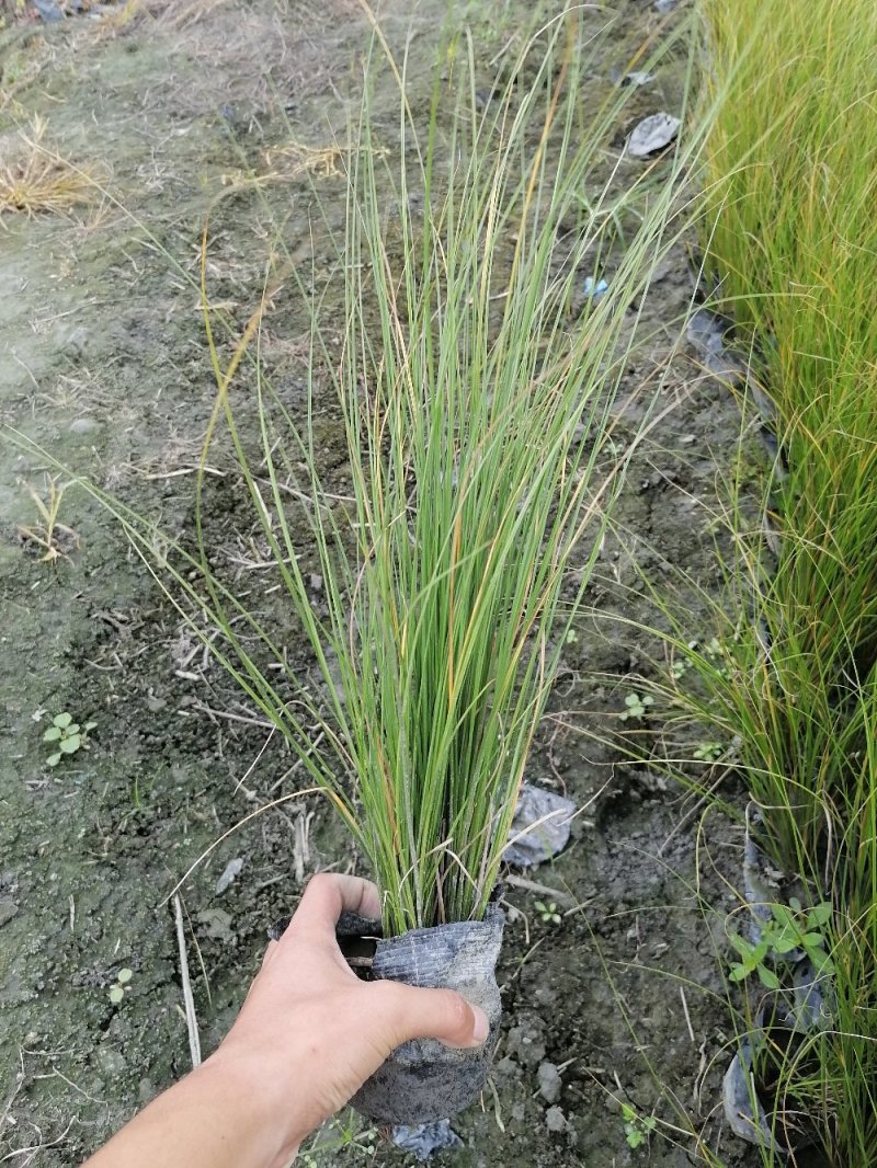 出售凤凰岭苔草，小杯苗，高30-40
