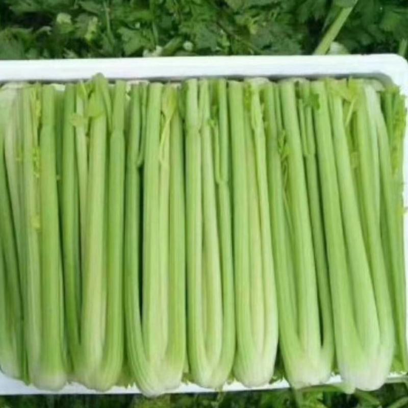 精品西芹大量上市，日供十万以上