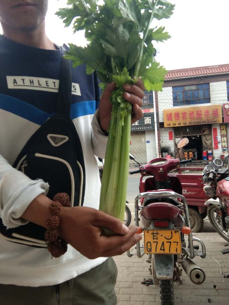 精品西芹大量上市，日供十万以上