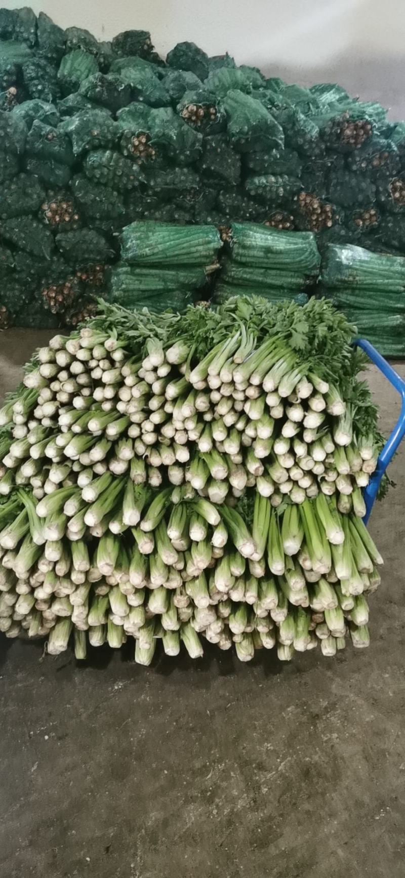 精品西芹大量上市，日供十万以上