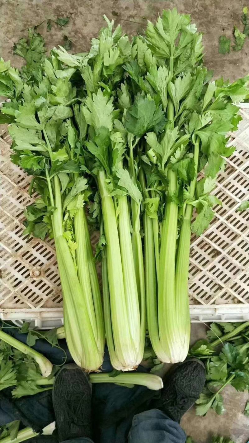 精品西芹大量上市，日供十万以上