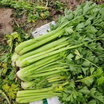精品西芹大量上市，日供十万以上