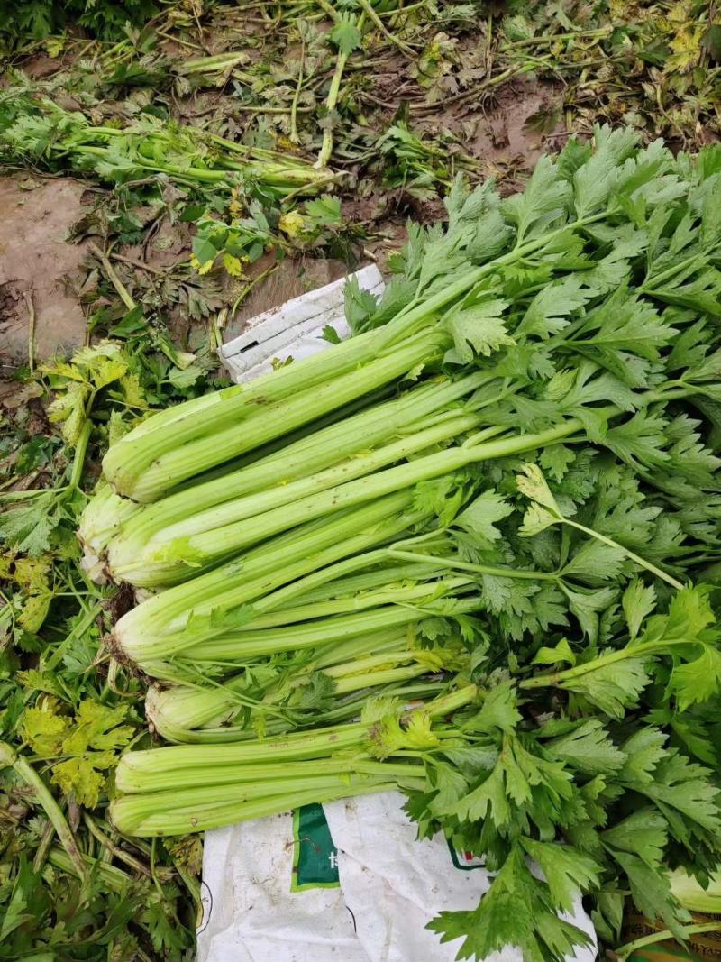 精品西芹大量上市，日供十万以上