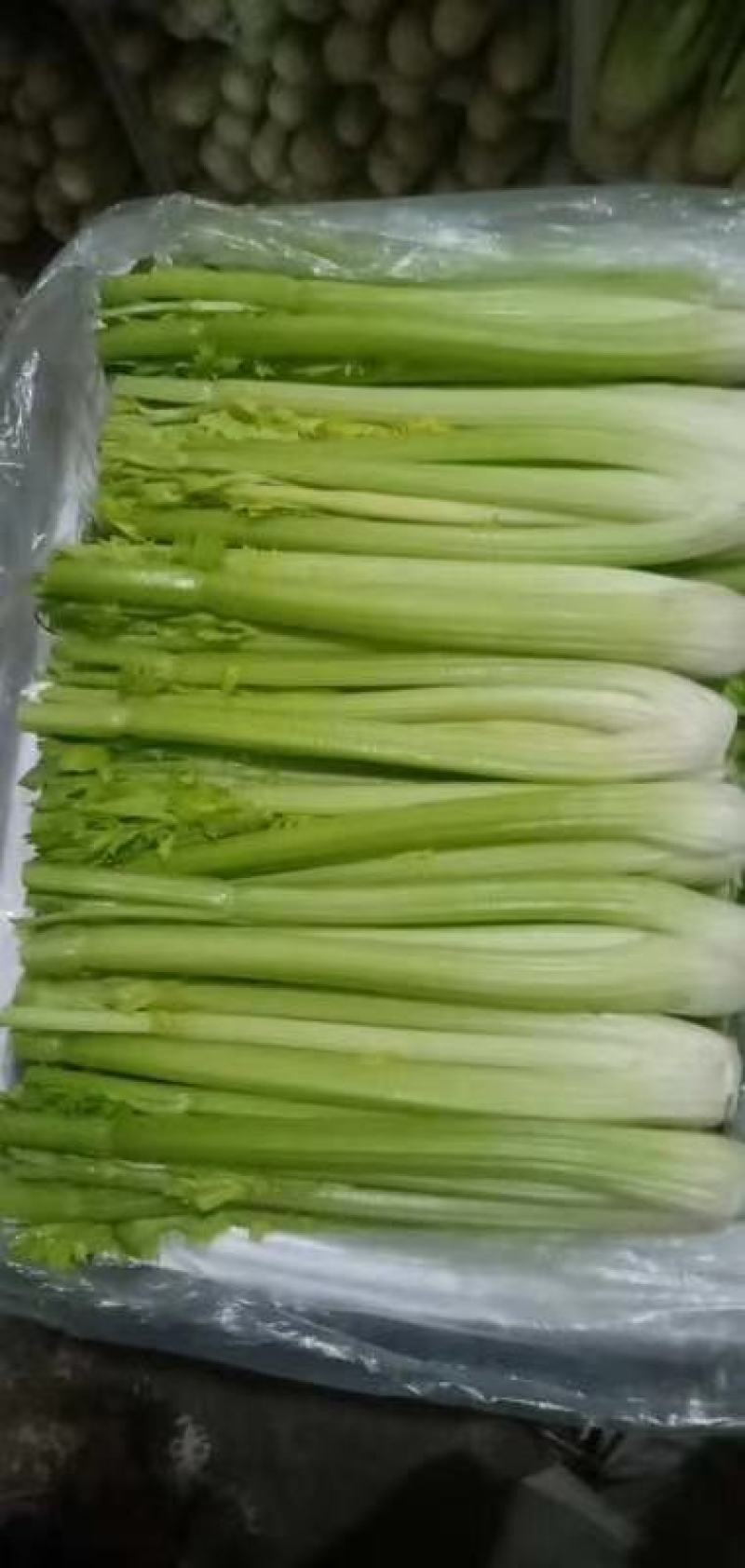 精品西芹大量上市，日供十万以上