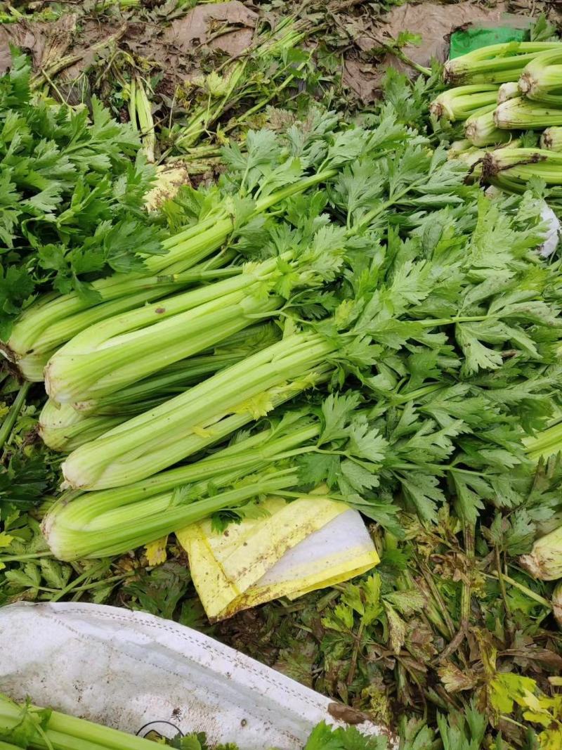精品西芹大量上市，日供十万以上