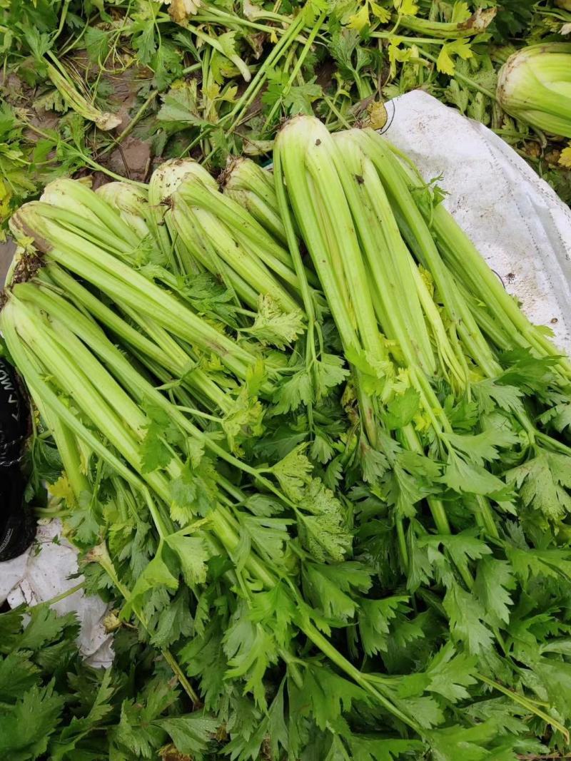 精品西芹大量上市，日供十万以上